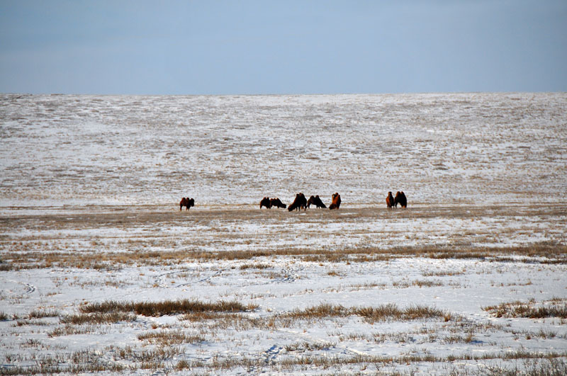 Mongolie